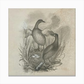 Two Ducks In A Nest Canvas Print