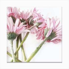 Pink Daisies Canvas Print