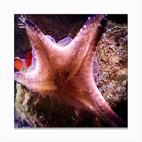 Starfish Canvas Print