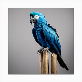 Blue Macaw Canvas Print