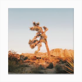 Joshua Tree Sunrise Canvas Print