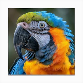 Colorful Parrot 18 Canvas Print