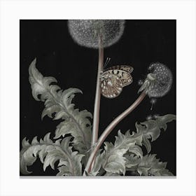 Dandelion And Butterfly Canvas Print