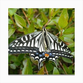 Butterfly 3 Canvas Print