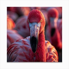 Flamingos 11 Canvas Print