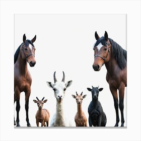 Group Of Horses And Goats Canvas Print