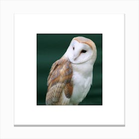 Barn Owl Canvas Print