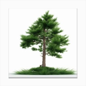 Pine Tree Isolated On White Canvas Print