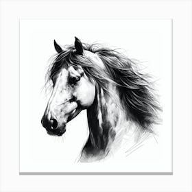 Horse Head Drawing Canvas Print