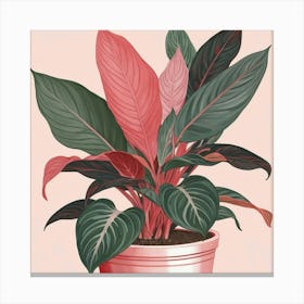 Pink And Red Plant Illustration Chinese Evergreen Art print Canvas Print