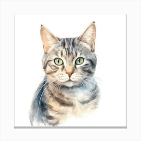 American Shorthair Cat Portrait Canvas Print