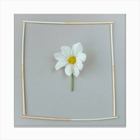 Daisy In Frame Botanical Photography Canvas Print