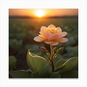 Lotus Flower At Sunset 1 Canvas Print