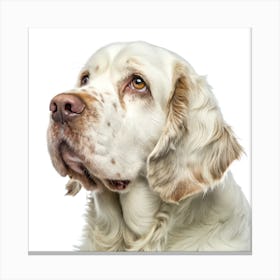 Clumber Spaniel Dog Portrait Stampe su tela