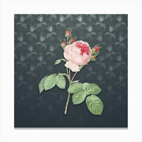 Vintage Pink Cabbage Rose Botanical on Slate Gray Pattern n.0997 Canvas Print