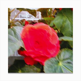 Red Flower Canvas Print