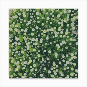 Daisy Field 1 Canvas Print