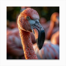 Flamingos 15 Canvas Print