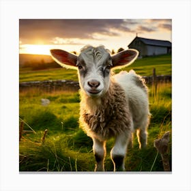 Little Lamb At Sunset Canvas Print