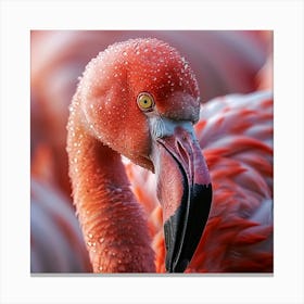 Flamingo 46 Canvas Print