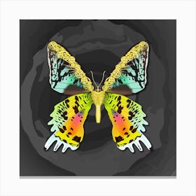 Mechanical Butterfly Urania Ryphaeus On A Dark Gray Background Canvas Print