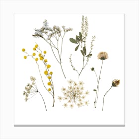 Wildflowers Canvas Print