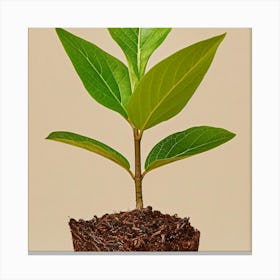 Small Plant In A Pot 1 Canvas Print