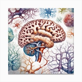 Brain And Nervous System 5 Canvas Print
