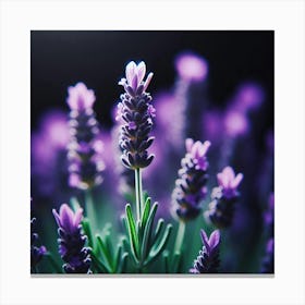 Lavender Flowers On Black Background 1 Canvas Print