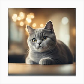 British Shorthair Cat 9 Canvas Print