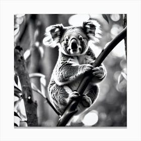 Koala 4 Canvas Print