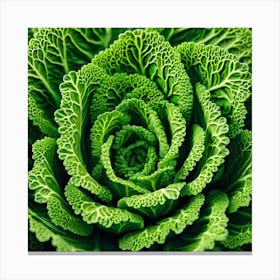 Close Up Of A Cabbage 4 Canvas Print