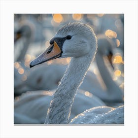 Swans At Sunrise 1 Canvas Print