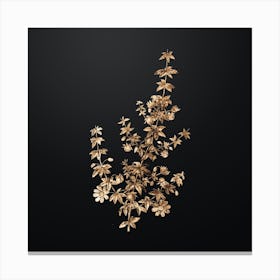 Gold Botanical Madder Leaved Bauera on Wrought Iron Black n.4446 Canvas Print