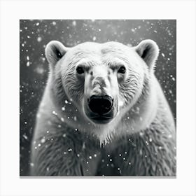 Polar Bear Portrait , Monochrome no.3 Canvas Print