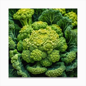 Close Up Of Broccoli 7 Canvas Print