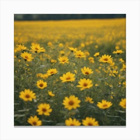 Sunflowers In A Field Canvas Print