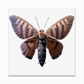 Moth On Black Background Canvas Print