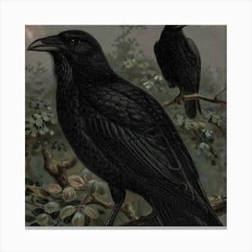 Crows Canvas Print