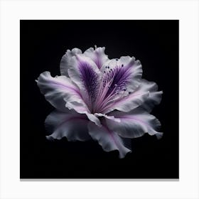 Rhododendron Canvas Print