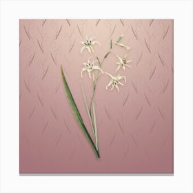 Vintage Gladiolus Cuspidatus Botanical on Dusty Pink Pattern n.0909 Canvas Print