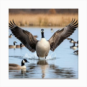 Canadian Geese 33 Canvas Print