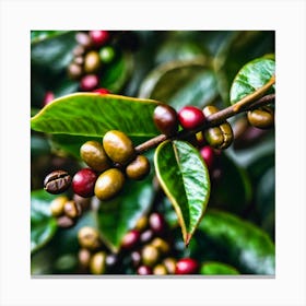 Coffee Beans On A Tree 17 Canvas Print