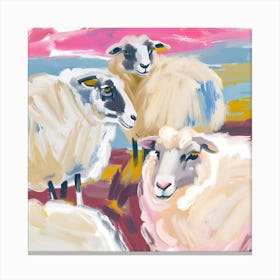 Merino Sheep 01 Canvas Print