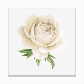 White Peony flower Canvas Print