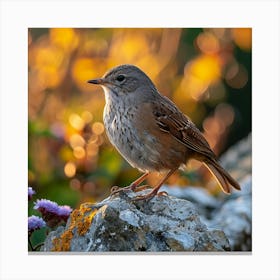 Robin 10 Canvas Print