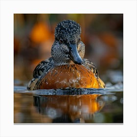 Tulip Duck 1 Canvas Print