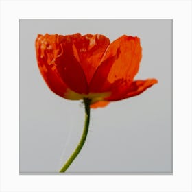 Single Red Poppy Flower Canvas Print