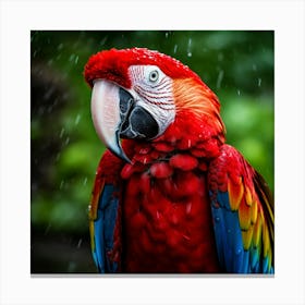 Red Macaw In The Rain Canvas Print