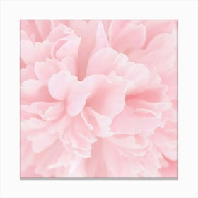 Pink Peony Canvas Print